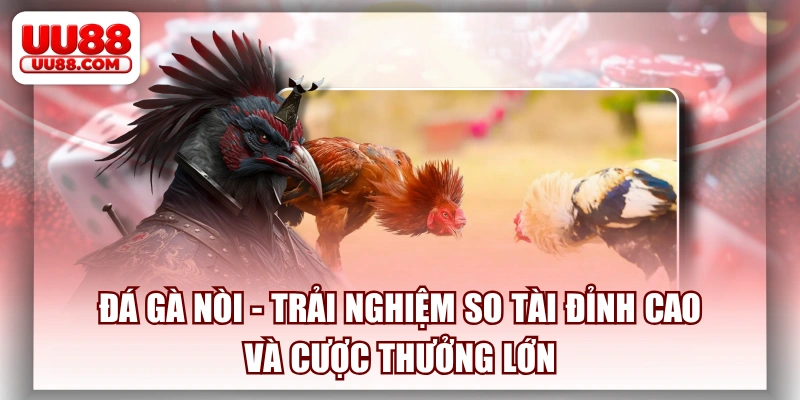 Đá Gà Nòi - Trải Nghiệm So Tài Đỉnh Cao Và Cược Thưởng Lớn